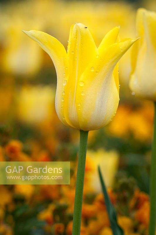 Tulipa 'Ballade Gold' - Tulipe à fleurs de lys
