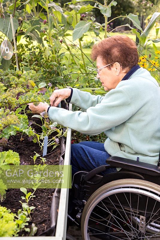 Personnes âgées handicapées femme plantant des salades verts d'hiver dans un trug veg