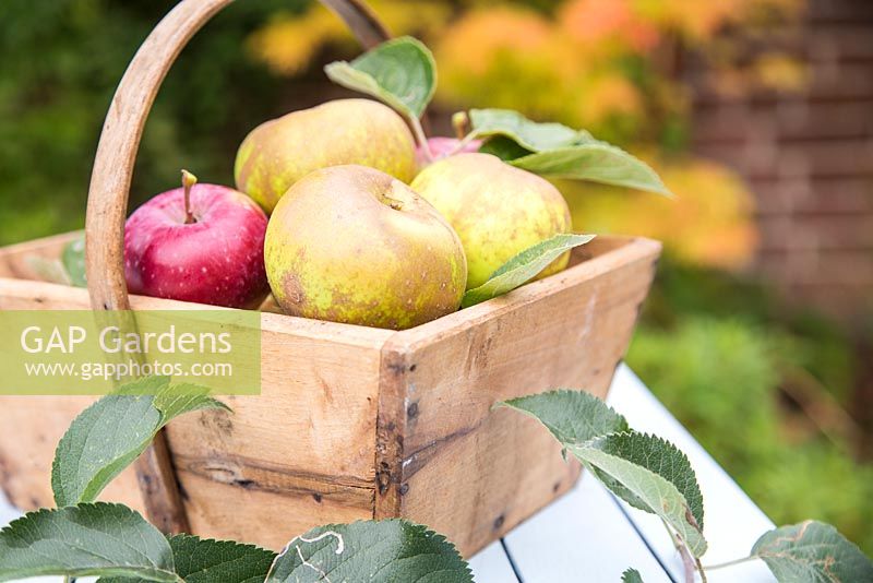 Étape par étape - Apple 'Egremont Russet' - nature morte de fruits récoltés dans un trug en bois