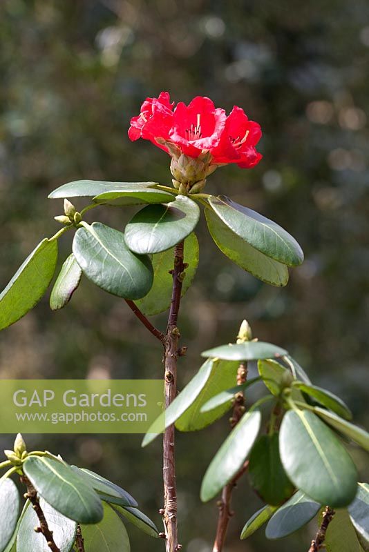 Rhododendron Thomsonii