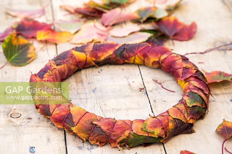 Couronne décorative faite à l'aide de feuilles d'un Acer Rufinerve
