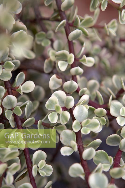 Portulacaria afra 'Variegata'