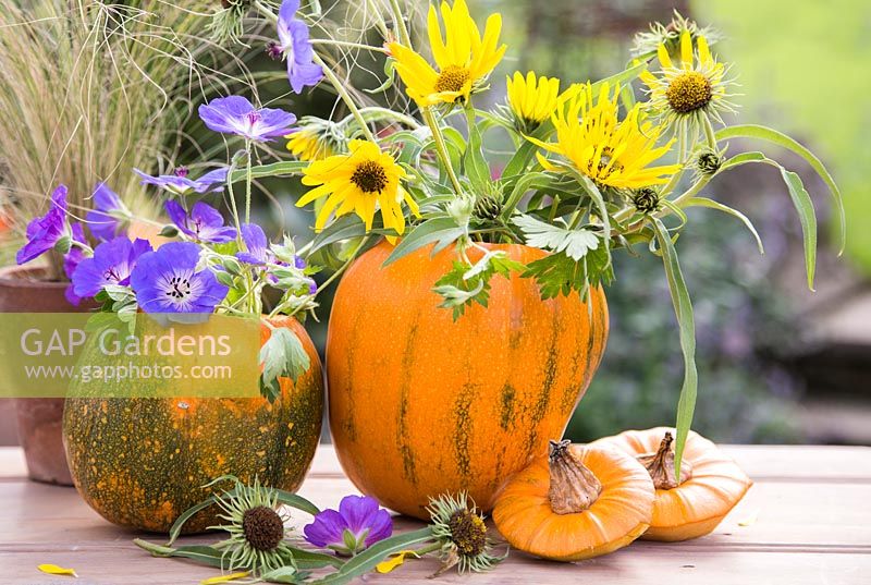 Citrouille 'Jack O ' Lantern' utilisée comme vase pour Helianthus et géranium 'Rozanne'