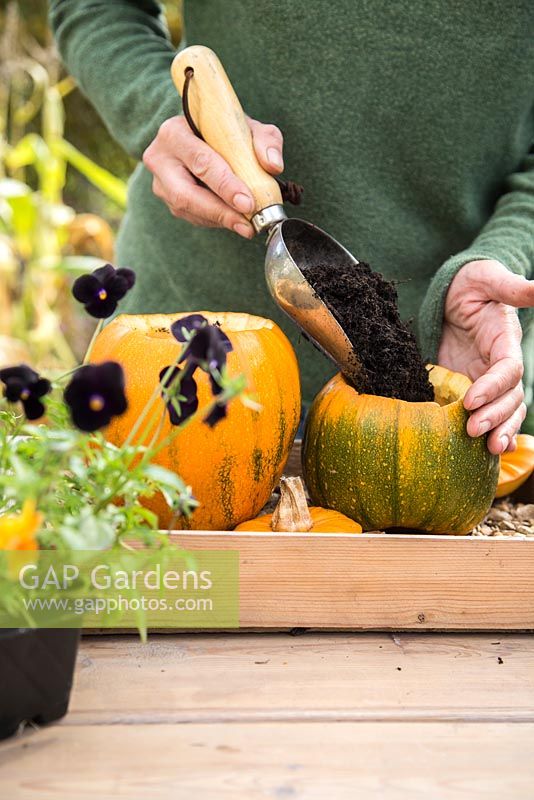 Utilisation de la citrouille 'Jack O ' Lantern' comme pot de plantation pour alto et Stipa tenuissima. Ajout de compost