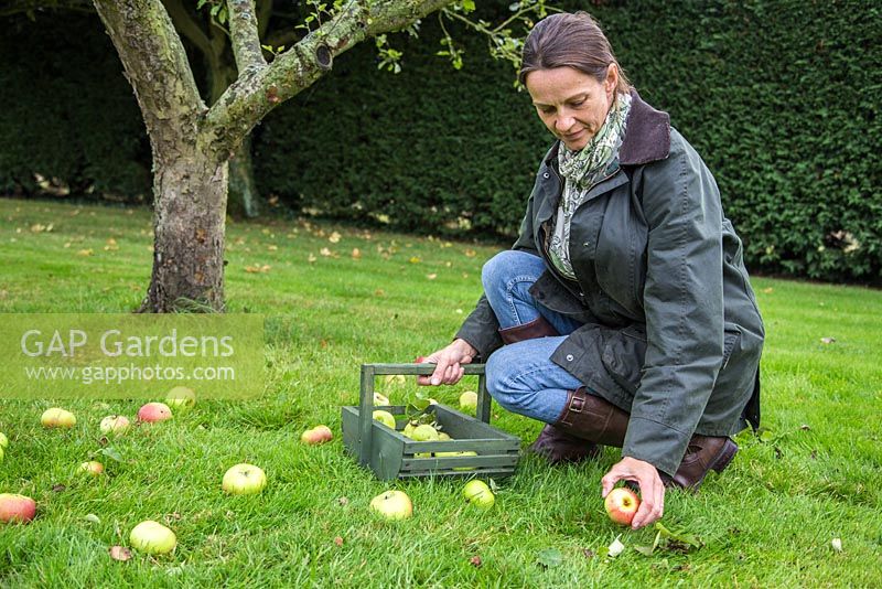 Femme ramassant une aubaine de pomme 'Bramley '. Malus domestica