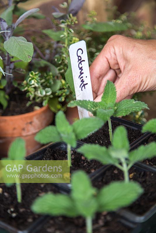 Étiquetage des boutures de Catmint (Nepeta mussinii)