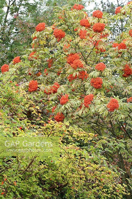 Sorbus sargentiana - Sargents Rowan en septembre