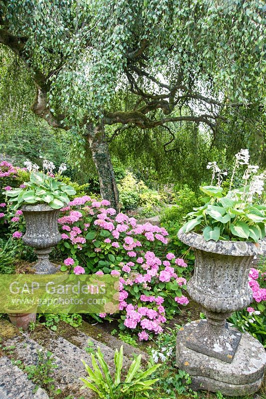 Le jardin de loisirs avec des hortensias roses et des hostas dans des urnes en pierre sous un bouleau pleureur, Betula penula 'Youngii'