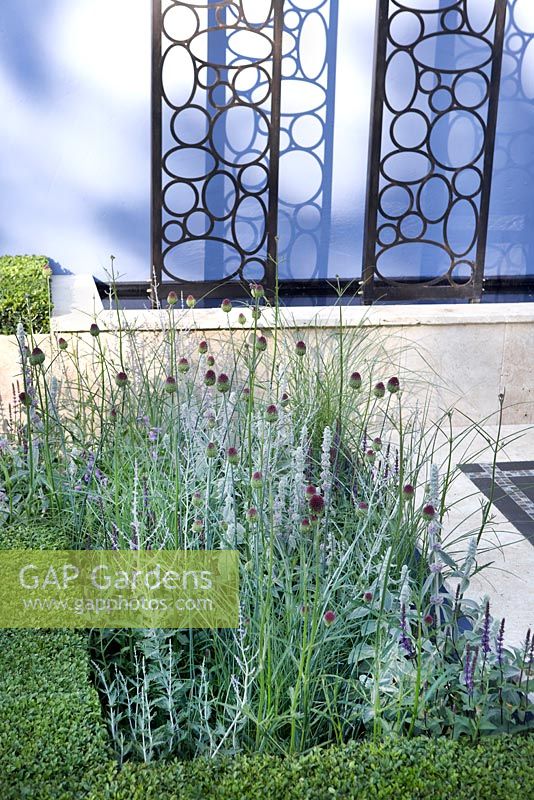 Plantation comprenant boîte coupée, nepeta, Allium sphaerocephalon et Salvia 'Caradonna '. RHS Hampton Court Flower Show 2013' Couches et liens '.