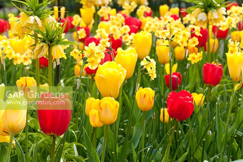 Parterre de printemps avec Tulipa 'Olympic Flame', Tulipa 'Parade', Tulipa 'Conqueror', Fritillaria imperialis 'Lutea' et Narcissi 'Martinette'