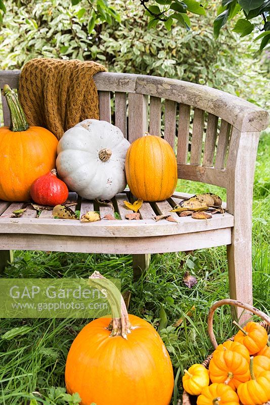 Affichage de citrouilles sur un banc de jardin. 'Prince héritier', 'Mammouth', 'Jack Be Little' et 'Uchiki Kuri'