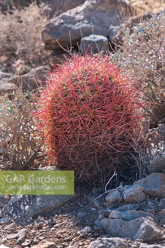 Ferocactus cylindraceus - California Barrel cactus, Californie, USA