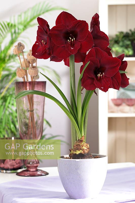 Hippeastrum 'Benfica'