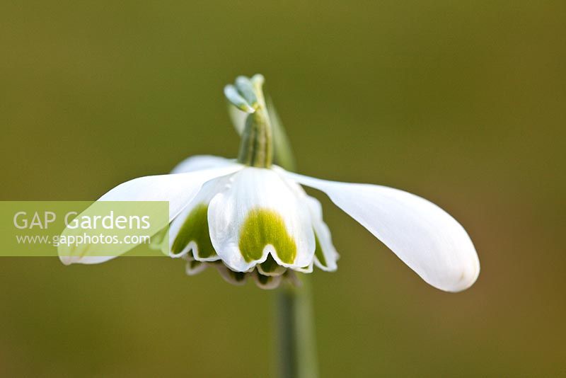 Galanthus 'Hippolyta'