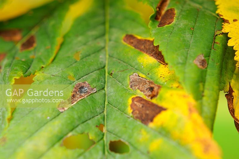 Aesculus hippocastanum - Feuilles de marronnier d'Inde montrant des signes de dommages par les mineurs de feuilles