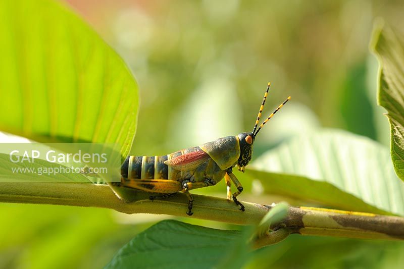 Orthoptera: Pyrgomorphidae - Sauterelle élégante