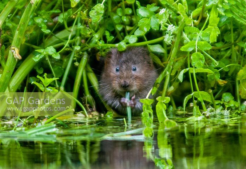 Campagnol aquatique - Arvicola amphibius sur rocher submergé dans le ruisseau