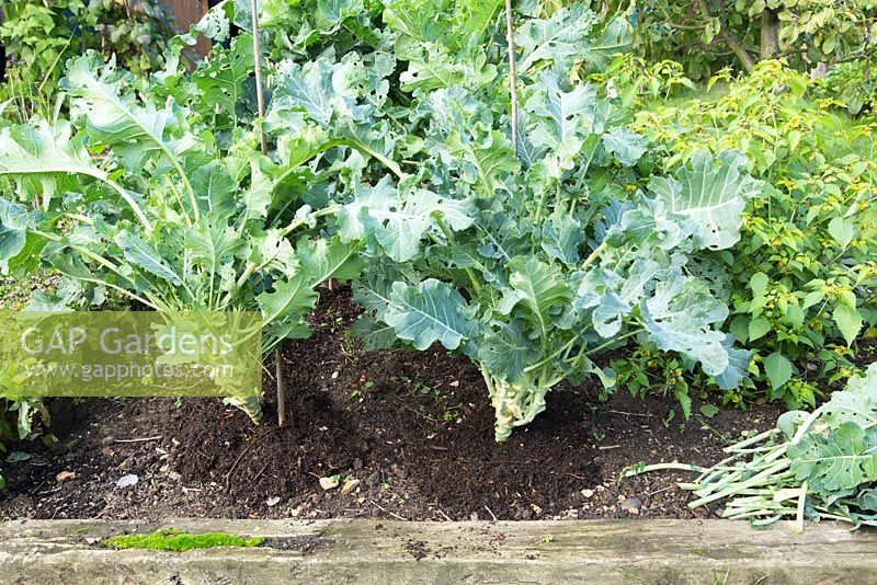 Ajout de paillis de compost pour aider à la croissance du brocoli 'Early Purple Sprouting'