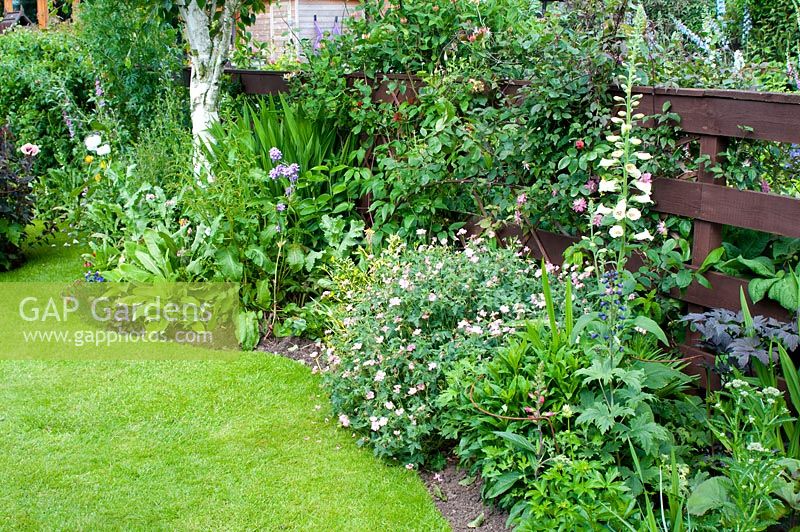 Jardin de jardin courbe courbe informelle en juin avec Digitalis Geranium et Rosa et soutenu par une clôture en bois