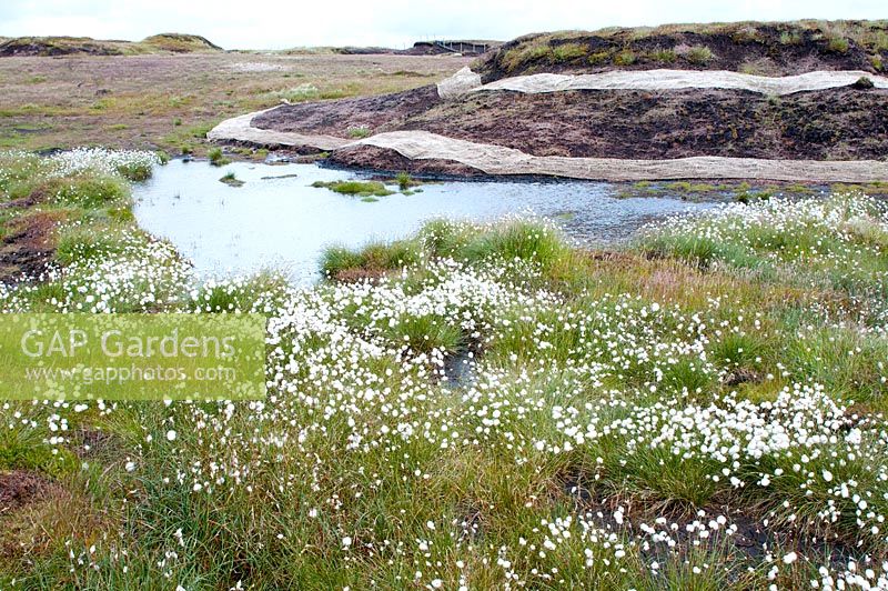 Filet utilisé pour arrêter l'érosion en rétablissant la végétation dans les zones où la tourbe a été exposée sur l'habitat des tourbières avec Eriophorum angustifolium - Linaigrette commune