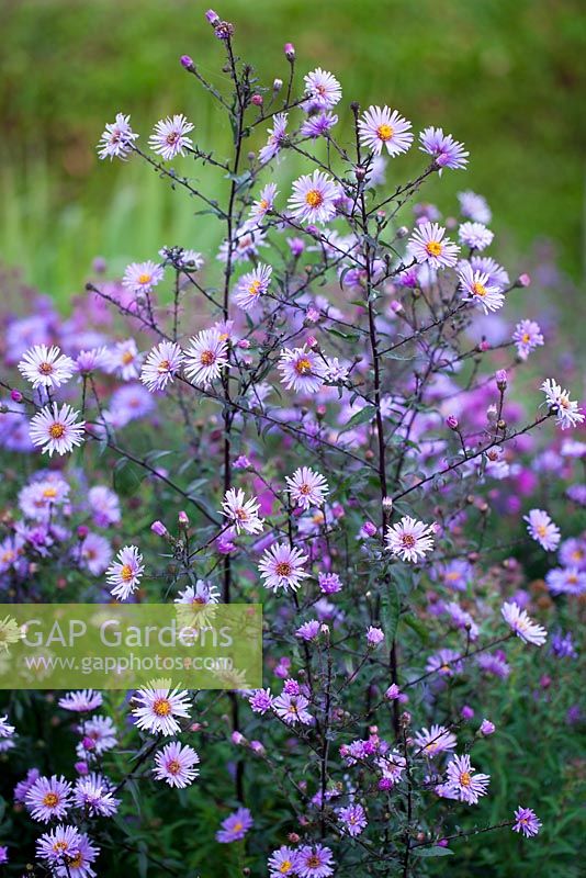 Aster 'Glow in The Dark'