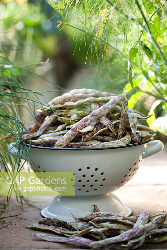 Phaseolus vulgaris 'Merveille de piemonte' - Haricots verts récoltés dans une passoire