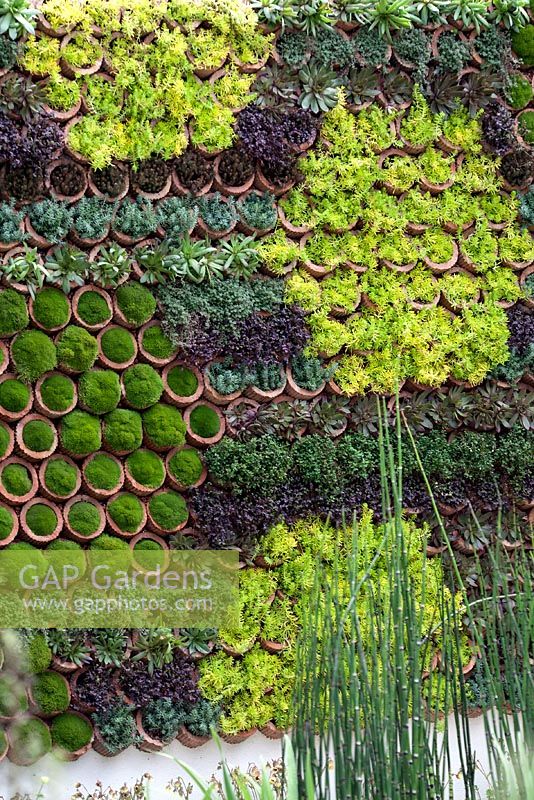 Mur vivant vertical - planté de plantes succulentes - RHS Chelsea Flower Show 2013