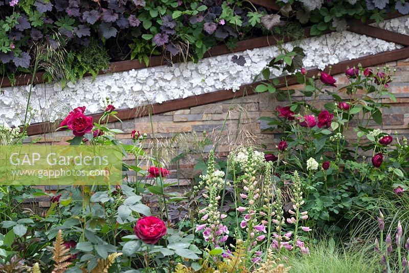 Mur en pierre sèche avec Rose anglaise 'Munstead Wood', Dryopteris erythrosora, Geum 'Prinses Juliana,' Heuchera 'Palace Purple' et Heuchera 'Ginger Ale '