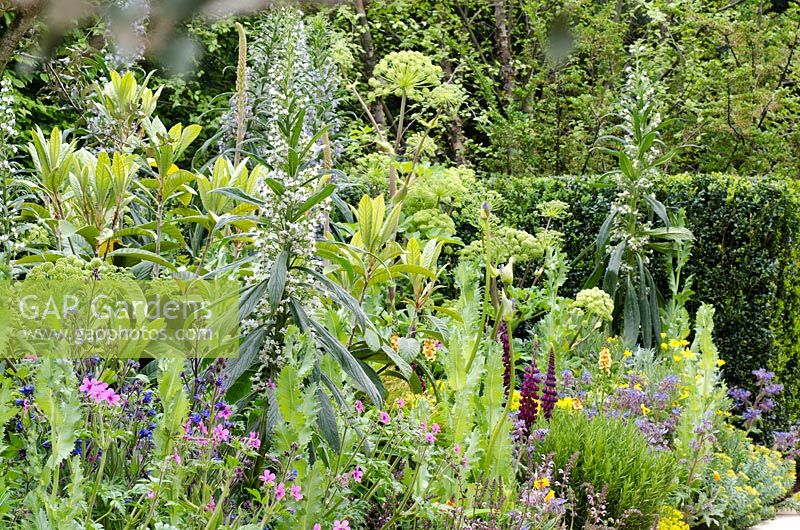 Parterre de fleurs avec Echiums, Angelica archangelica, Géranium, Lupinus 'Masterpiece' et Salvia