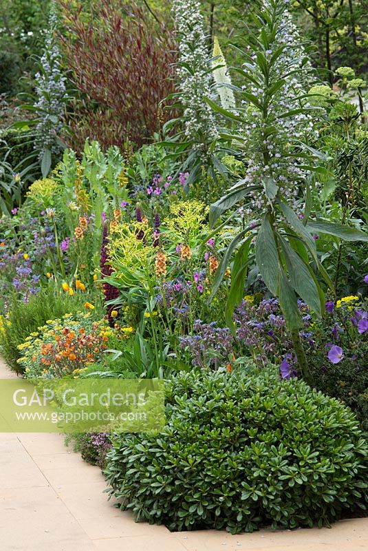 Parterre de fleurs avec Geranium palmatum, Echium pininana et Geum 'Tango'