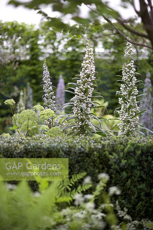 Haie Buxus avec Echiums