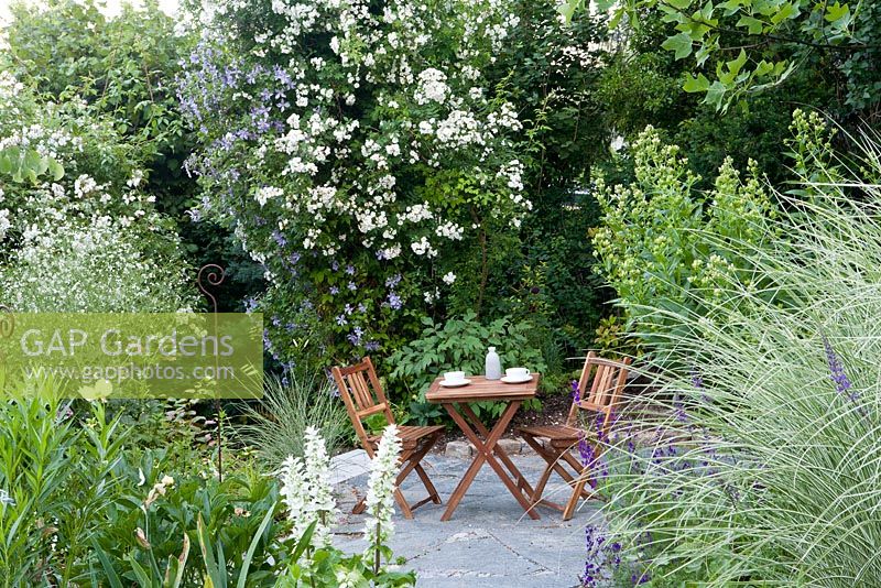 Rosa 'Guirland d ' Amour', Clematis viticella 'Prinz Charles', Rosa 'Seagull', Salvia sclarea 'Alba', Miscanthus sinensis 'Morning Light' et terrasse avec chaises et table en bois