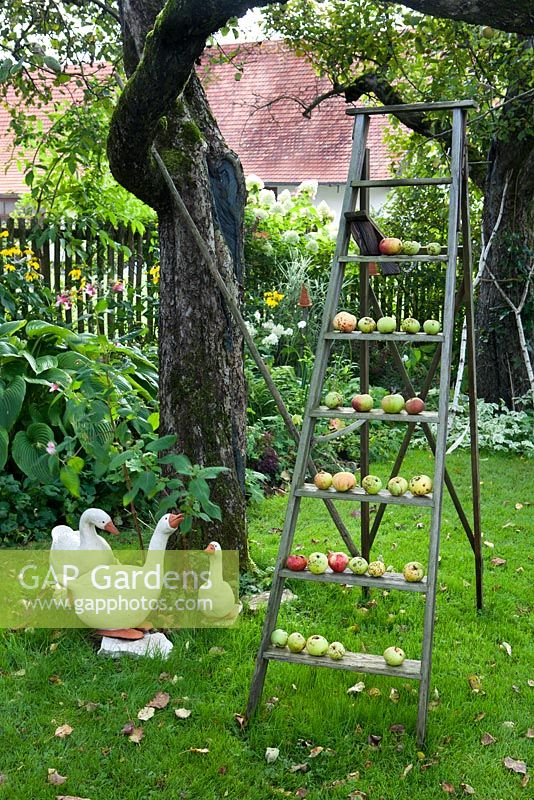 Pommes sur une vieille échelle en bois dans un jardin de chalet, oies en céramique
