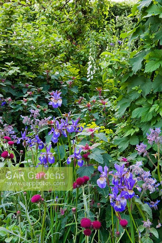 Semer le jardin des graines du changement - Parterre de fleurs ornementales avec Iris sibirica, Euphorbia anchusa, Cirsium rivulare et digitale en parterre de fleurs d'été mixte