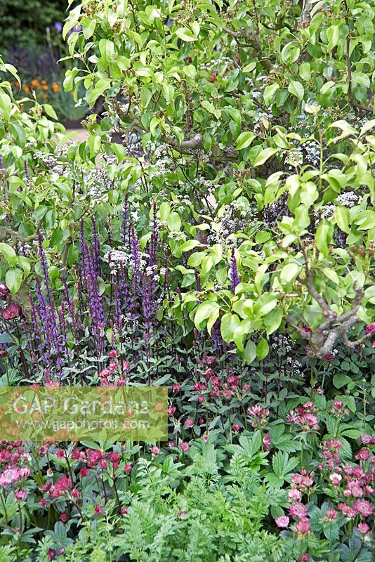 Parterre de fleurs mixte - La plantation comprend Salvia nemorosa 'Caradonna', astrantia et Anthriscus sylvestris 'Ravenswing' dans le jardin Semer les graines du changement