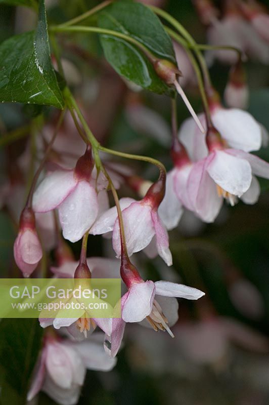 Styrax japonicus 'Carillons roses'
