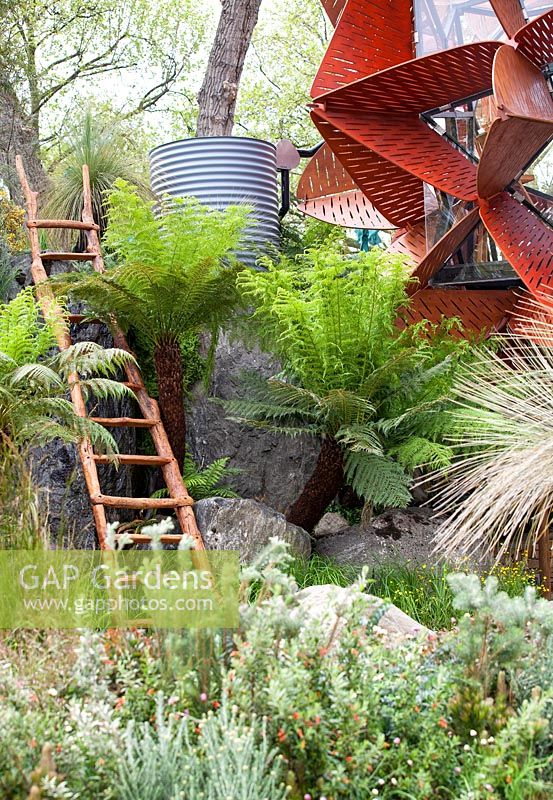 Trailfinders Australian Garden, Chelsea Flower Show 2013. Immeuble de jardin moderne avec des fougères arborescentes, une échelle et un talus d'eau.