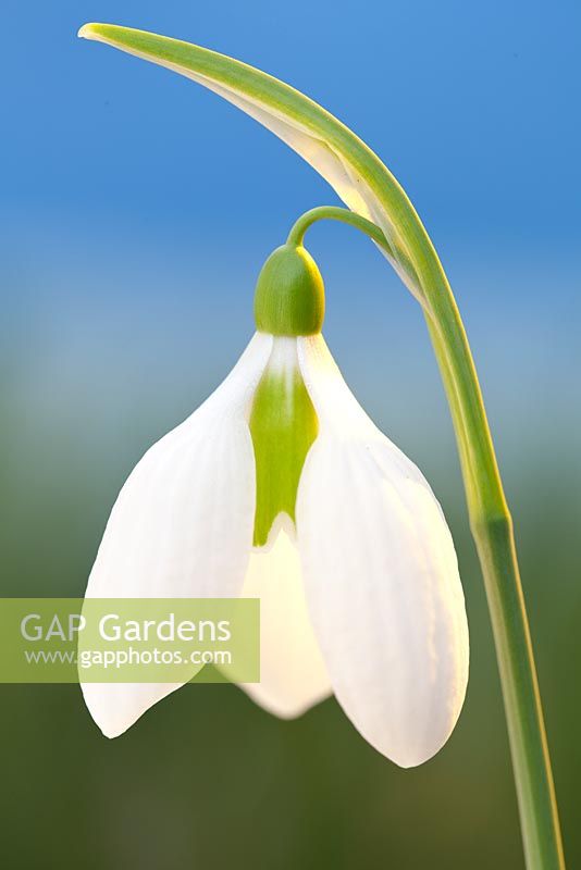 Galanthus 'Checkers', Snowdrop. Février. Portrait d'une seule fleur blanche.