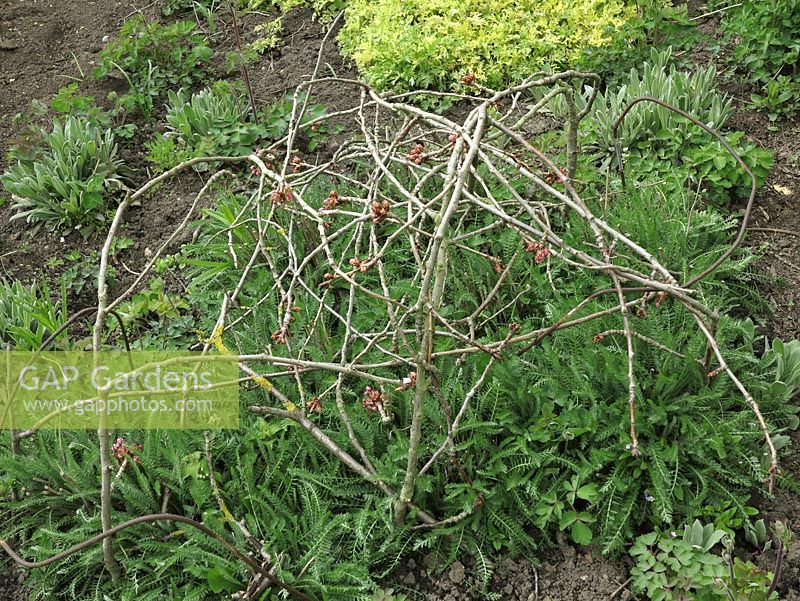 La taille des arbres servait à fabriquer une cage à rameaux pour soutenir les plantes d'Achillea et à mettre en place tôt dans la saison afin que les plantes y poussent et soient cachées