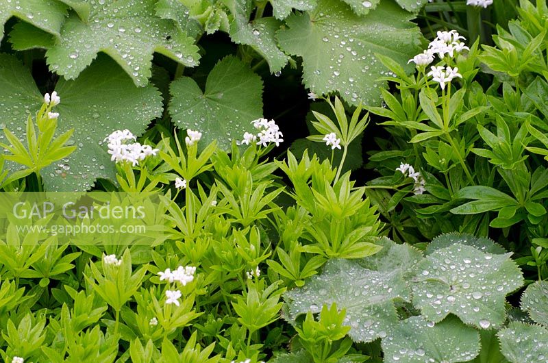 Galium odoratum syn. Asperula odorata - Woodruff doux avec Alchemilla mollis. RHS Chelsea Flower Show 2013
