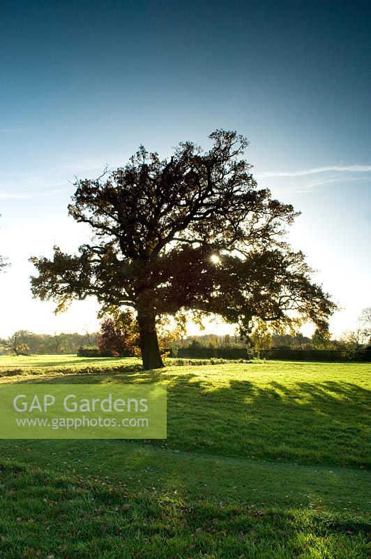 Chêne seul dans un champ herbeux avec un soleil de fin d'après-midi en automne - Kirtling Tower, Suffolk