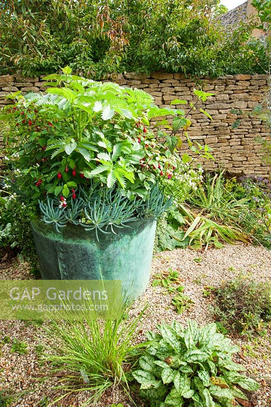 Petit jardin de gravier avec pot en métal planté de Melianthus major, fuchsia, salvia et succulentes bleu gris