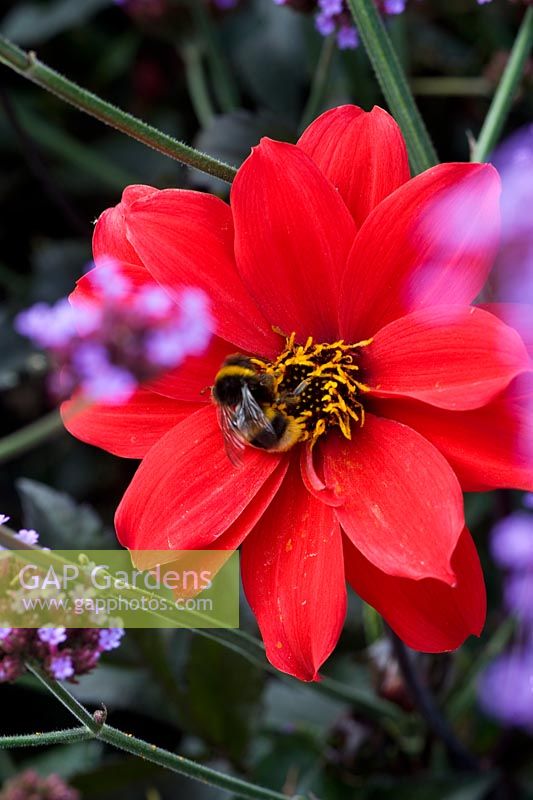 Dahlia 'évêque de Llandaff' avec Verbena bonariensis