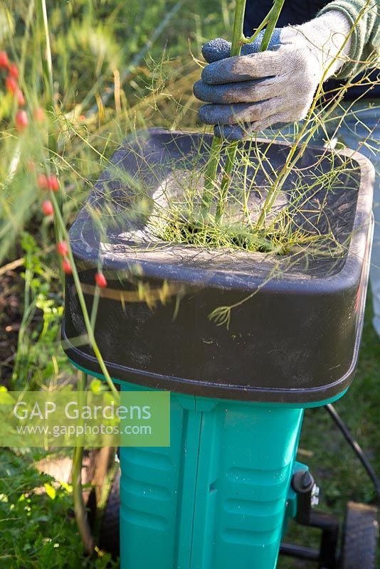 Déchiqueter les boutures d'asperges pour les ajouter au compost.