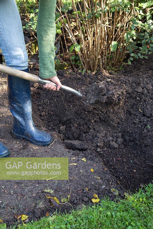 Double creusement - Creuser la section suivante du parterre de fleurs et ajouter de la terre sur le compost.