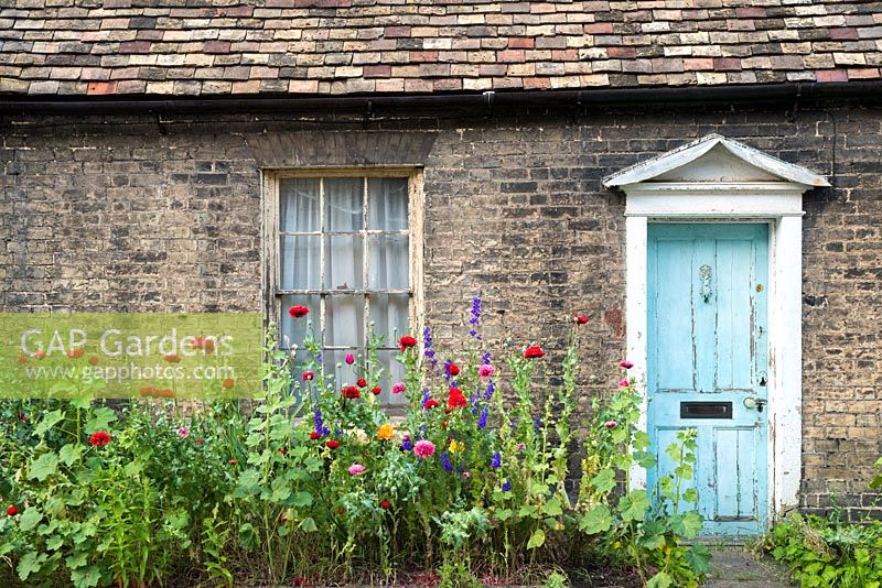 Coquelicots auto-ensemencés et larkspur en face de l'ancien chalet négligé