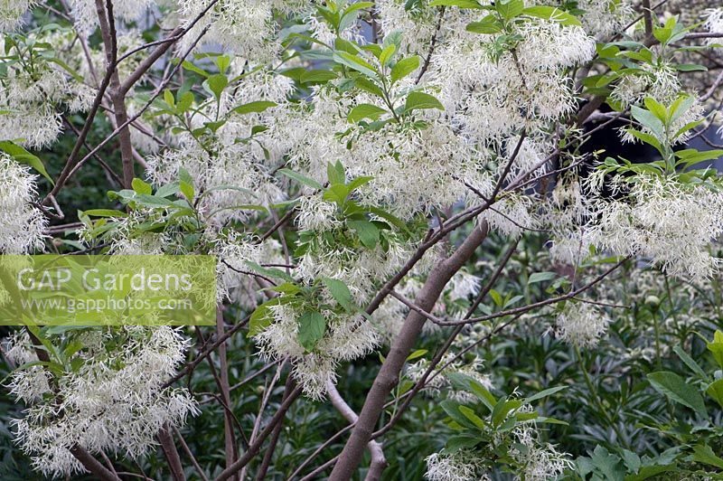 Chionanthus virginicus - Fringetree