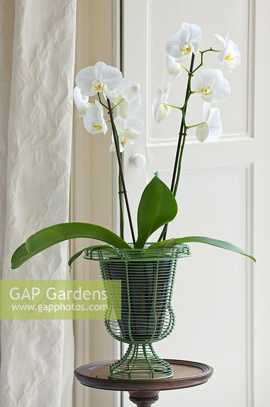 Orchidée phalaenopsis blanche dans un pot en métal vert dans le salon