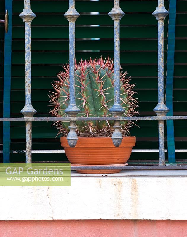 Cactus en pot sur balcon à Venise, Italie