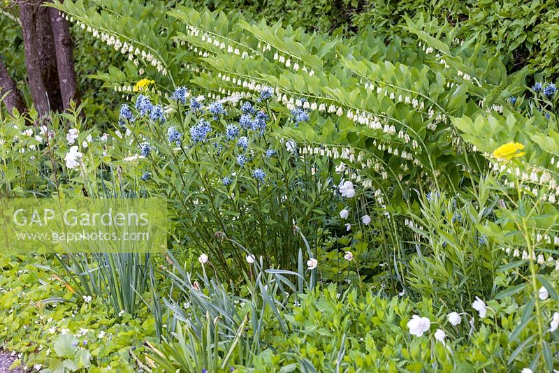 Parterre de fleurs mélangé avec Amsonia tabernaemontana, Anemone sylvestris et Polygonatum 'Weihenstephan'